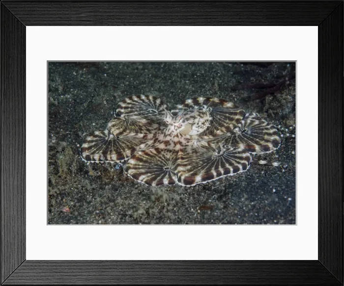 Framed Print : Indonesia, Lembeh Strait. Close-up of octopus Framed Print : Indonesia, Lembeh Strait. Close-up of octopus