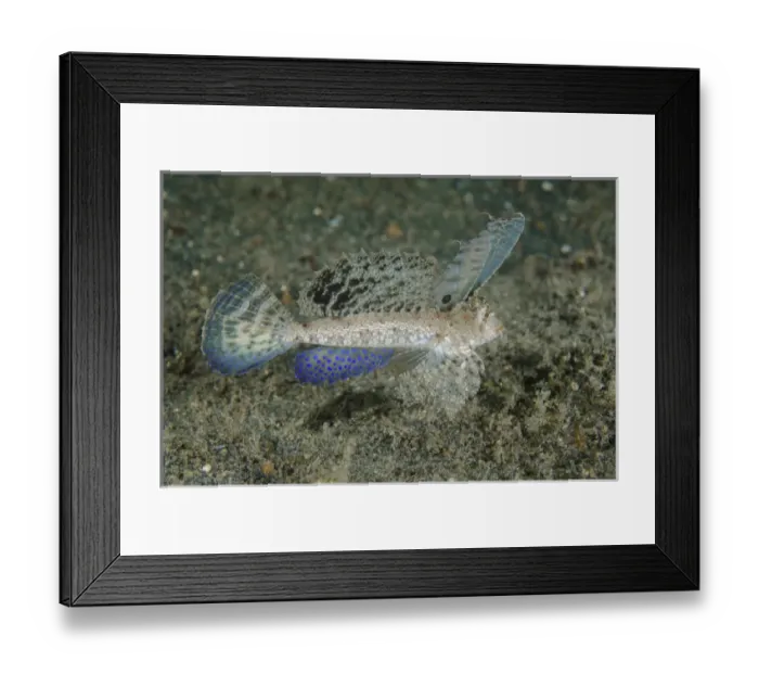Framed Print : Indonesia, Lembeh Strait. Close-up of dragonet fish Framed Print : Indonesia, Lembeh Strait. Close-up of dragonet fish