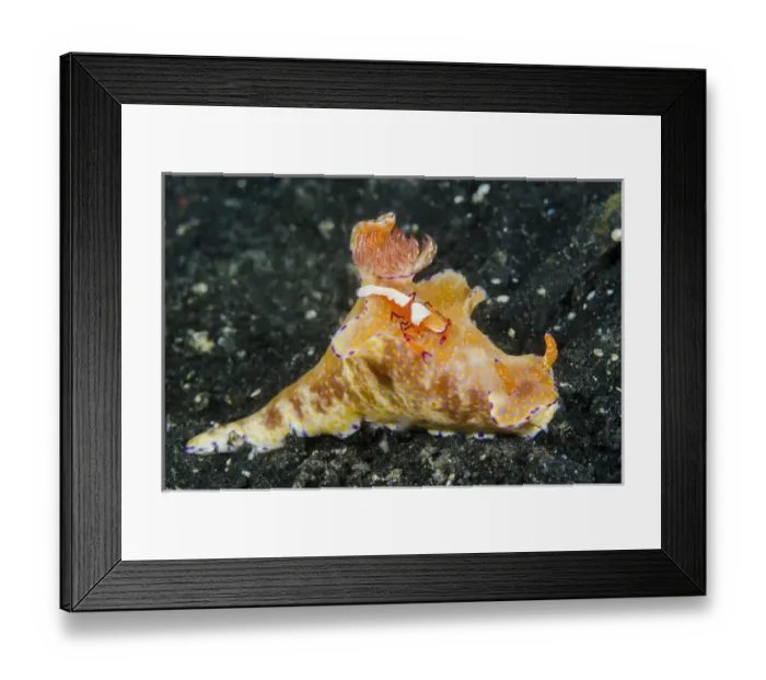 Framed Print : Indonesia, Lembeh Strait. Shrimp walking on nudibranch Framed Print : Indonesia, Lembeh Strait. Shrimp walking on nudibranch