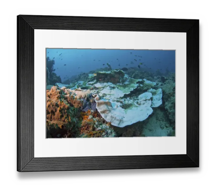 Framed Print : Indonesia, Papua, Raja Ampat. Close-up of damaged reef