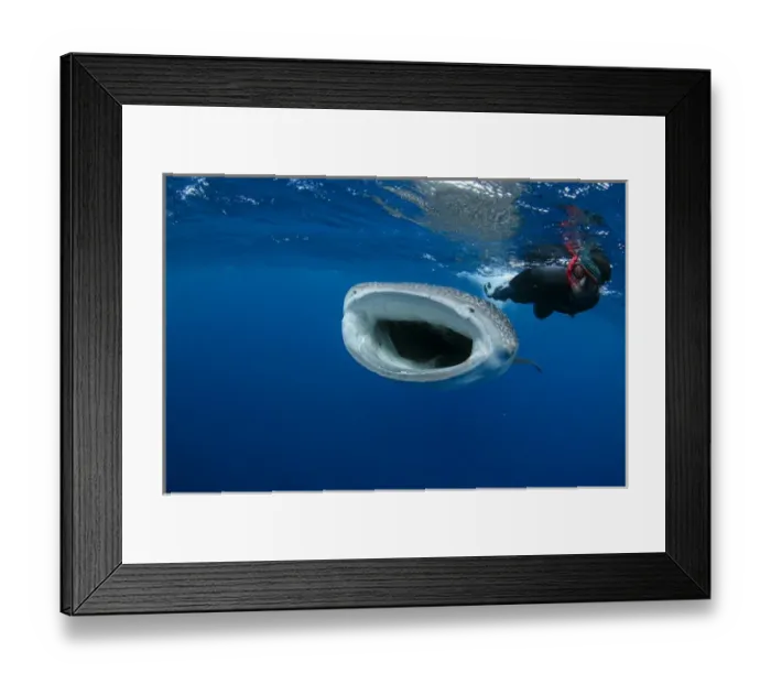Framed Print : Whale Shark (Rhincodon typus) & tourist Cenderawasih Bay West Papua Indonesia Framed Print : Whale Shark (Rhincodon typus) & tourist Cenderawasih Bay West Papua Indonesia