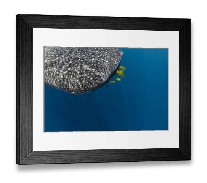 Framed Print : Whale Shark (Rhincodon typus) & Golden Trevally (Gnathanodon speciosus) Cenderawasih Bay Framed Print : Whale Shark (Rhincodon typus) & Golden Trevally (Gnathanodon speciosus) Cenderawasih Bay