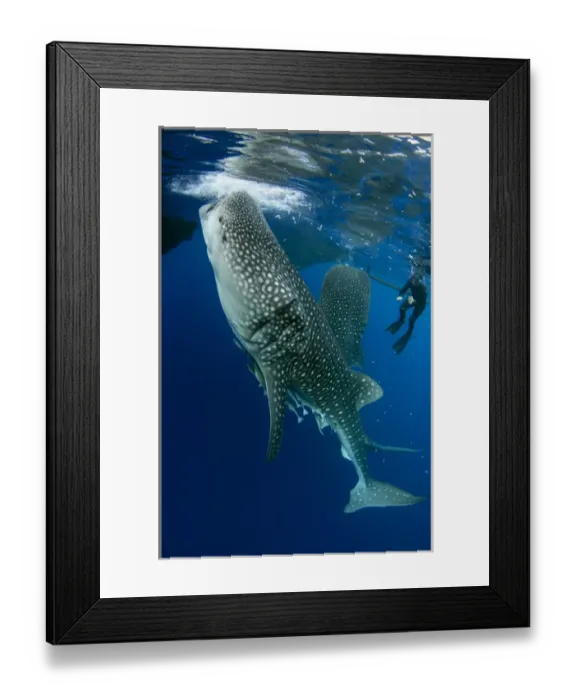 Framed Print : Whale Shark (Rhincodon typus) & tourist Cenderawasih Bay West Papua Indonesia Framed Print : Whale Shark (Rhincodon typus) & tourist Cenderawasih Bay West Papua Indonesia