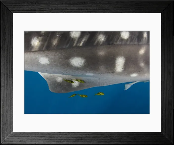 Framed Print : Whale Shark (Rhincodon typus) & Golden Trevally (Gnathanodon speciosus) Cenderawasih Bay Framed Print : Whale Shark (Rhincodon typus) & Golden Trevally (Gnathanodon speciosus) Cenderawasih Bay
