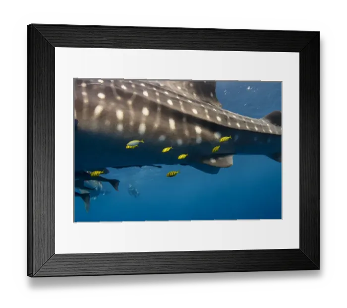 Framed Print : Whale Shark (Rhincodon typus) & Golden Trevally (Gnathanodon speciosus) Cenderawasih Bay Framed Print : Whale Shark (Rhincodon typus) & Golden Trevally (Gnathanodon speciosus) Cenderawasih Bay