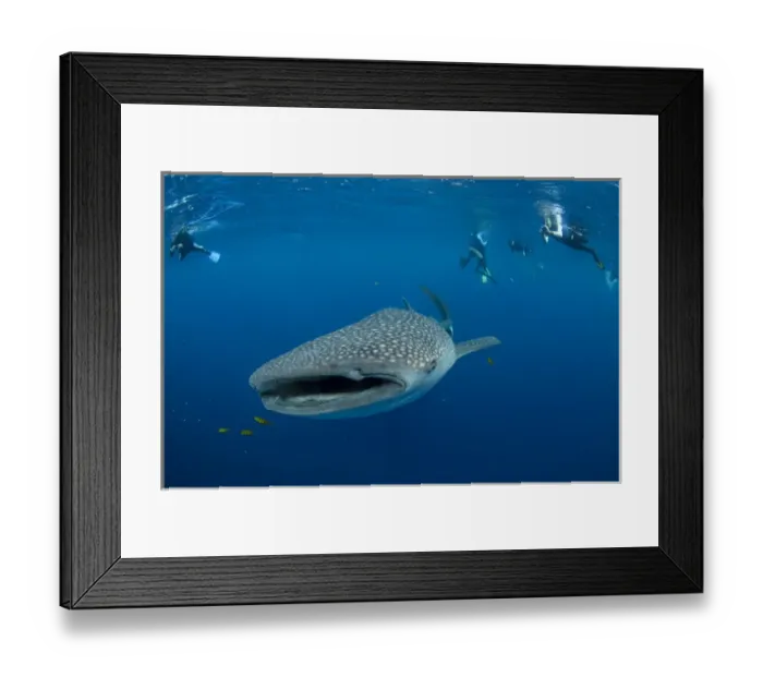Framed Print : Whale Shark (Rhincodon typus) & people Cenderawasih Bay West Papua Indonesia