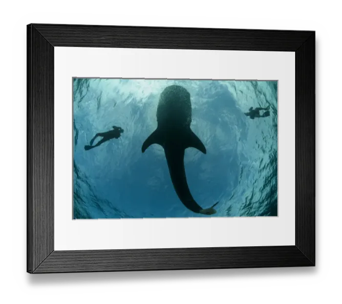 Framed Print : Whale Shark (Rhincodon typus) & tourist Cenderawasih Bay West Papua Indonesia Framed Print : Whale Shark (Rhincodon typus) & tourist Cenderawasih Bay West Papua Indonesia