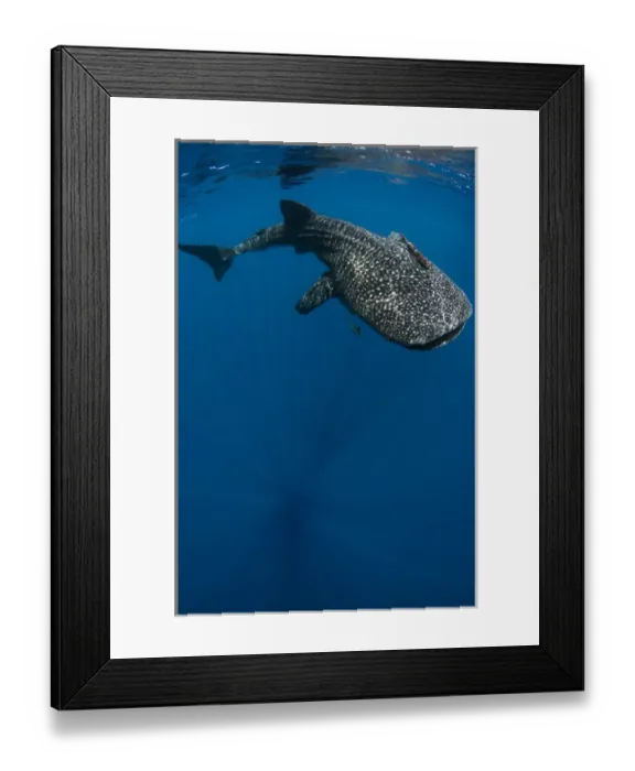 Framed Print : Whale Shark (Rhincodon typus) Cenderawasih Bay West Papua Indonesia Framed Print : Whale Shark (Rhincodon typus) Cenderawasih Bay West Papua Indonesia