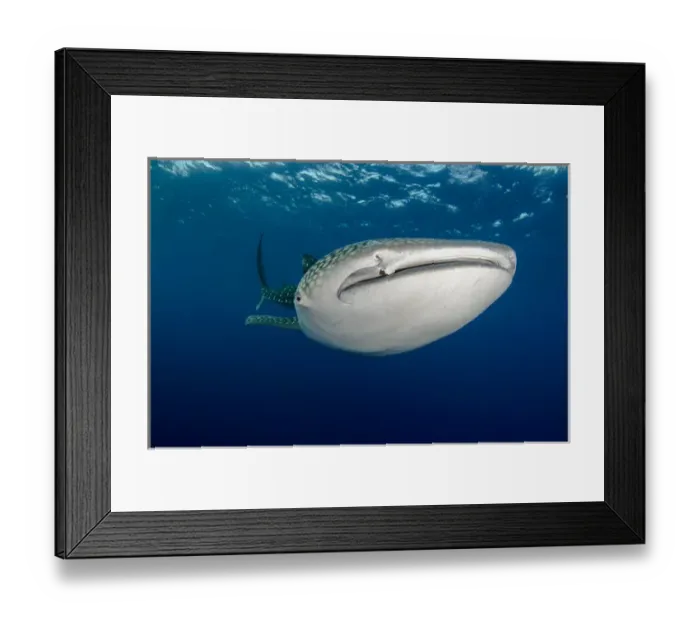 Framed Print : Whale Shark (Rhincodon typus) Cenderawasih Bay West Papua Indonesia Framed Print : Whale Shark (Rhincodon typus) Cenderawasih Bay West Papua Indonesia