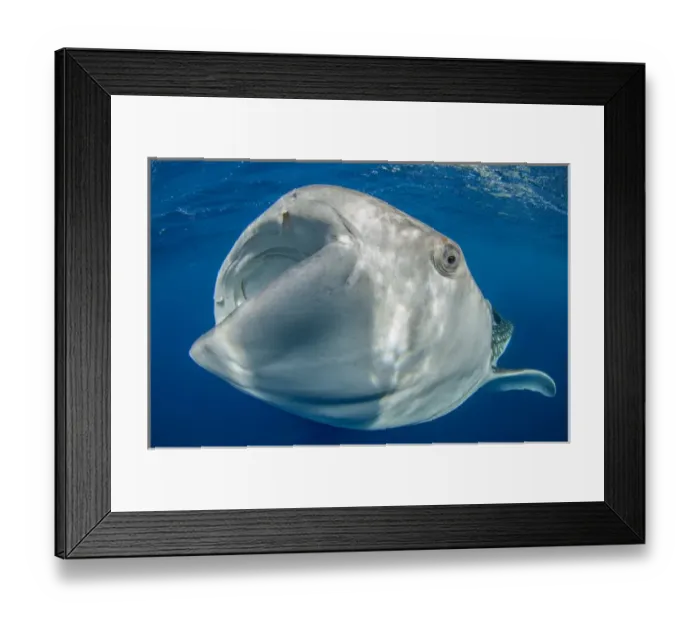Framed Print : Whale Shark (Rhincodon typus) Cenderawasih Bay West Papua Indonesia Framed Print : Whale Shark (Rhincodon typus) Cenderawasih Bay West Papua Indonesia