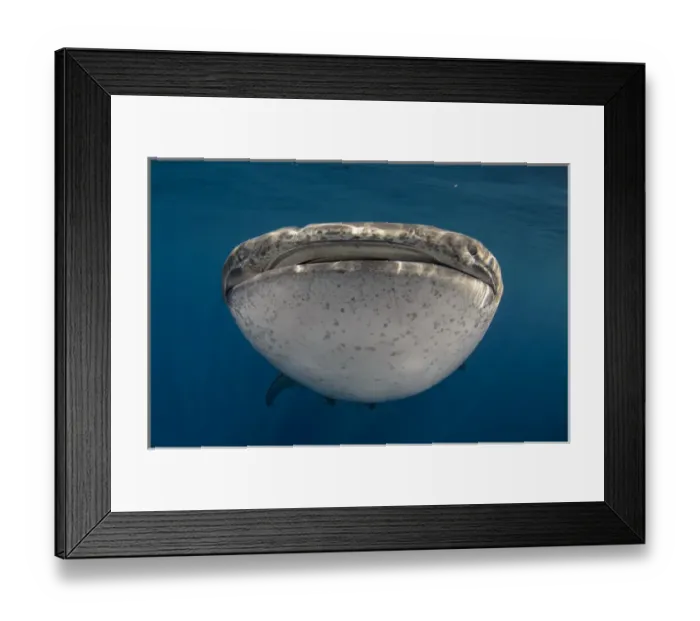 Framed Print : Whale Shark (Rhincodon typus) Cenderawasih Bay West Papua Indonesia Framed Print : Whale Shark (Rhincodon typus) Cenderawasih Bay West Papua Indonesia