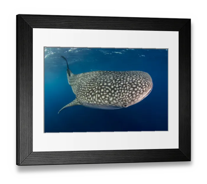 Framed Print : Whale Shark (Rhincodon typus) Cenderawasih Bay West Papua Indonesia Framed Print : Whale Shark (Rhincodon typus) Cenderawasih Bay West Papua Indonesia