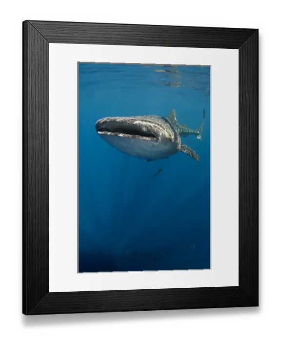 Framed Print : Whale Shark (Rhincodon typus) Cenderawasih Bay West Papua Indonesia