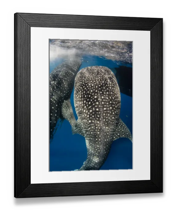 Framed Print : Whale Shark (Rhincodon typus) feeding at Bagan (floating fishing platform) Cenderawasih Framed Print : Whale Shark (Rhincodon typus) feeding at Bagan (floating fishing platform) Cenderawasih
