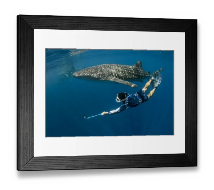 Framed Print : Whale Shark (Rhincodon typus) & tourist Cenderawasih Bay West Papua Indonesia