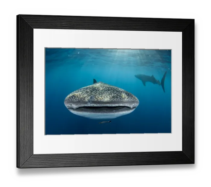 Framed Print : Whale Shark (Rhincodon typus) Cenderawasih Bay West Papua Indonesia Framed Print : Whale Shark (Rhincodon typus) Cenderawasih Bay West Papua Indonesia