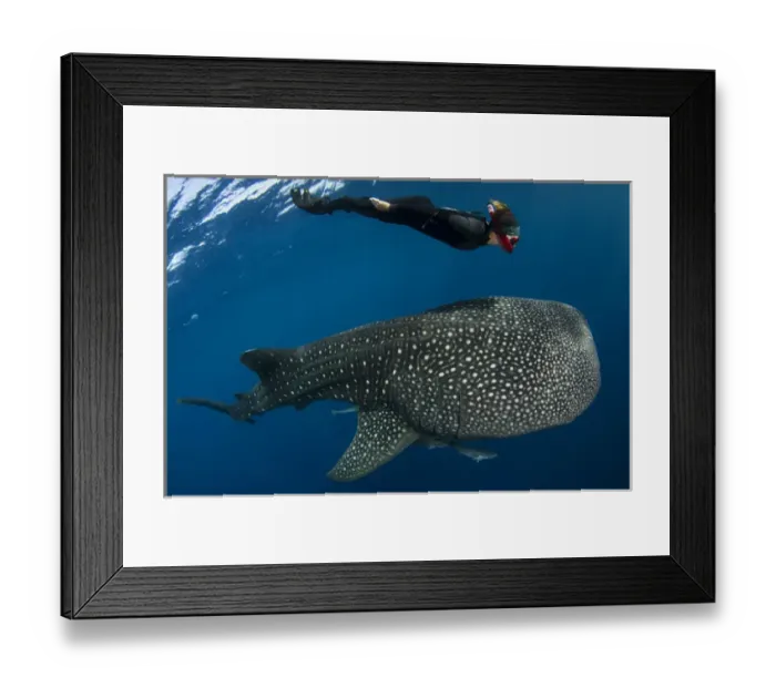 Framed Print : Whale Shark (Rhincodon typus) & tourist Cenderawasih Bay West Papua Indonesia Framed Print : Whale Shark (Rhincodon typus) & tourist Cenderawasih Bay West Papua Indonesia