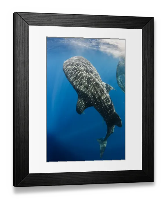 Framed Print : Whale Shark (Rhincodon typus) feeding at Bagan (floating fishing platform) Cenderawasih