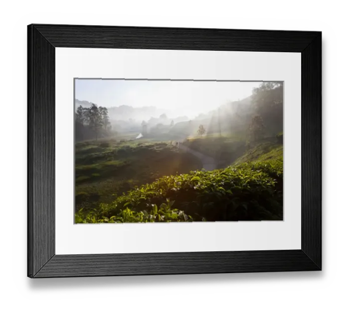 Framed Print : Tea Plantations & road, Munnar, Western Ghats, Kerala, South India Framed Print : Tea Plantations & road, Munnar, Western Ghats, Kerala, South India