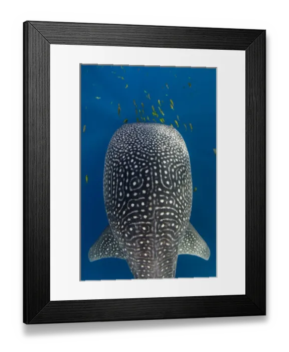 Framed Print : Whale Shark (Rhincodon typus) & Golden Trevally (Gnathanodon speciosus) Cenderawasih Bay Framed Print : Whale Shark (Rhincodon typus) & Golden Trevally (Gnathanodon speciosus) Cenderawasih Bay