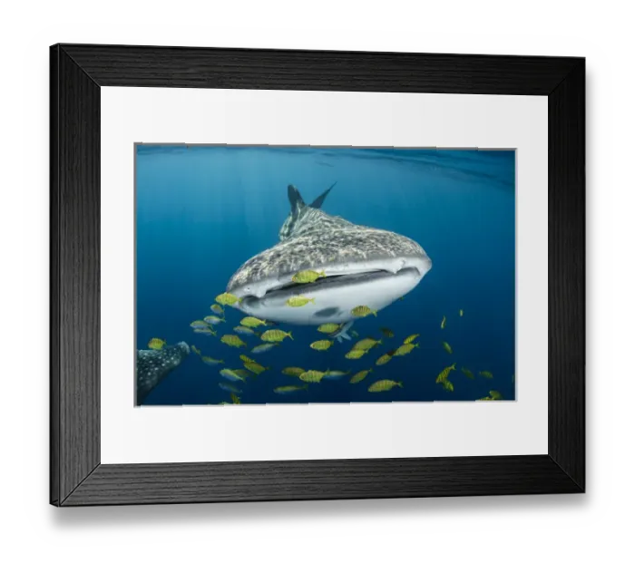 Framed Print : Whale Shark (Rhincodon typus) & Golden Trevally (Gnathanodon speciosus) Cenderawasih Bay Framed Print : Whale Shark (Rhincodon typus) & Golden Trevally (Gnathanodon speciosus) Cenderawasih Bay