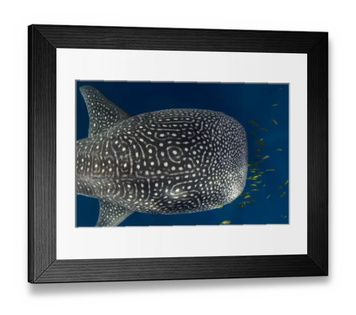 Framed Print : Whale Shark (Rhincodon typus) & Golden Trevally (Gnathanodon speciosus) Cenderawasih Bay Framed Print : Whale Shark (Rhincodon typus) & Golden Trevally (Gnathanodon speciosus) Cenderawasih Bay