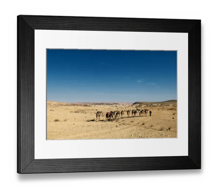 Framed Print : Israel, Negev Desert. A Bedouin man walks with his camels across the desert Framed Print : Israel, Negev Desert. A Bedouin man walks with his camels across the desert