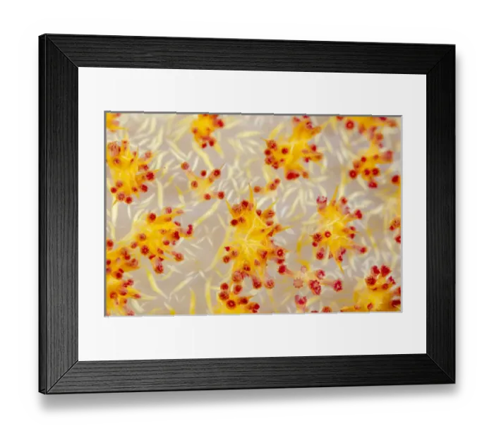 Framed Print : Indonesia, Papua, Cenderawasih Bay. Colorful soft coral