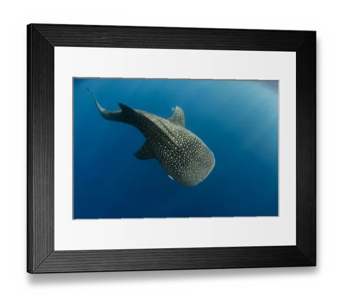 Framed Print : Whale Shark (Rhincodon typus) Cenderawasih Bay West Papua Indonesia Framed Print : Whale Shark (Rhincodon typus) Cenderawasih Bay West Papua Indonesia