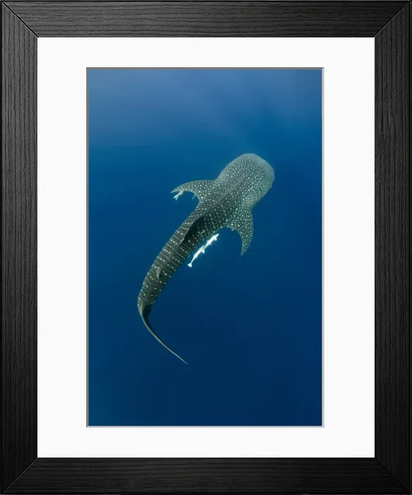 Framed Print : Whale Shark (Rhincodon typus) Cenderawasih Bay West Papua Indonesia