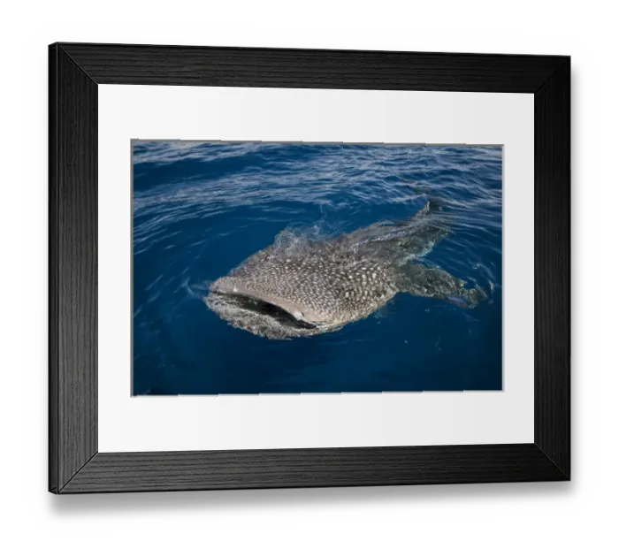 Framed Print : Whale Shark (Rhincodon typus) Cenderawasih Bay West Papua Indonesia Framed Print : Whale Shark (Rhincodon typus) Cenderawasih Bay West Papua Indonesia