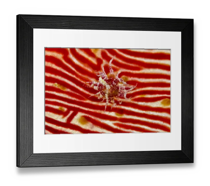 Framed Print : Indonesia, Papua, Cenderawasih Bay. Anemone on sea cucumber