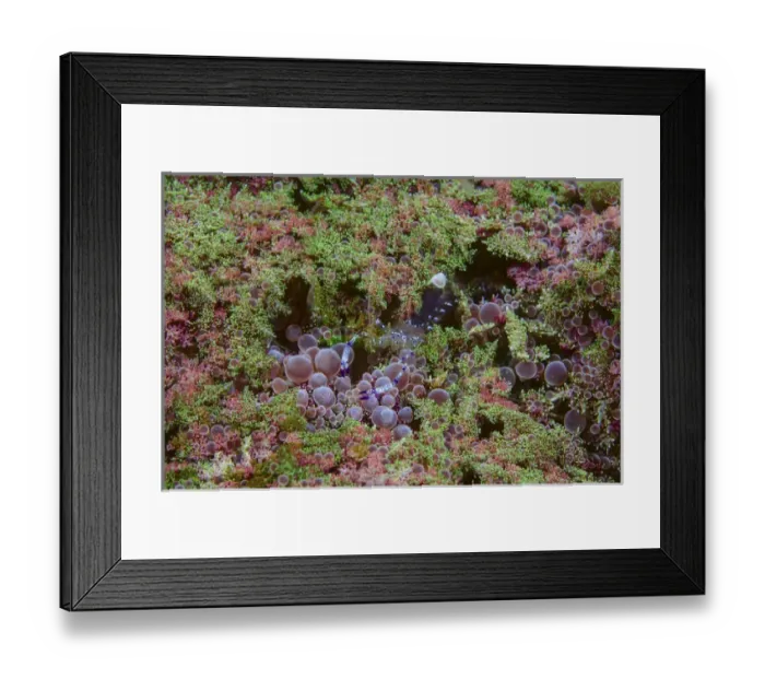 Framed Print : Indonesia, Lembeh Strait. Shrimp walking on anemone Framed Print : Indonesia, Lembeh Strait. Shrimp walking on anemone