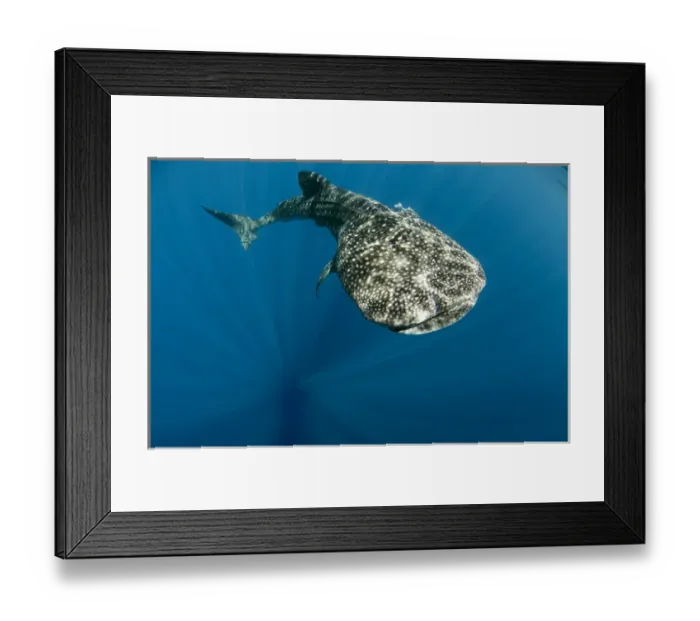 Framed Print : Whale Shark (Rhincodon typus) Cenderawasih Bay West Papua Indonesia