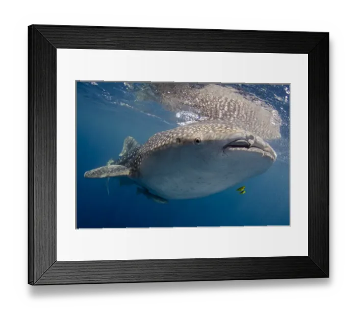 Framed Print : Indonesia, Papua, Cenderawasih Bay. Whale shark near surface of water. Credit as Framed Print : Indonesia, Papua, Cenderawasih Bay. Whale shark near surface of water. Credit as