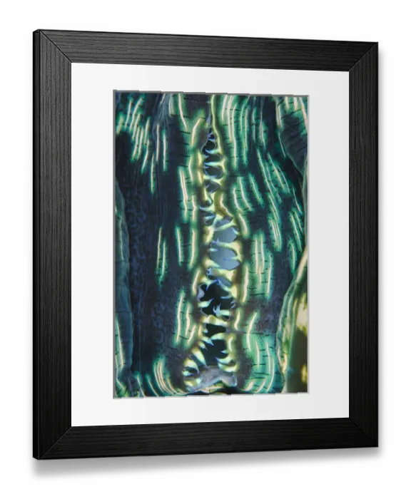 Framed Print : Indonesia, Papua, Cenderawasih Bay. Close-up of clam shell Framed Print : Indonesia, Papua, Cenderawasih Bay. Close-up of clam shell