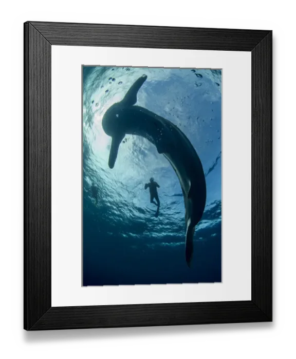 Framed Print : Whale Shark (Rhincodon typus) & tourist Cenderawasih Bay West Papua Indonesia Framed Print : Whale Shark (Rhincodon typus) & tourist Cenderawasih Bay West Papua Indonesia