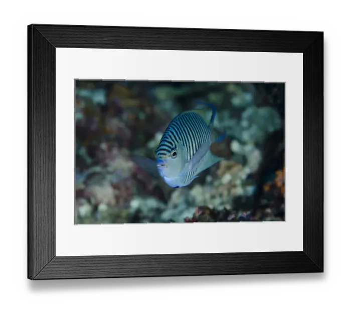 Framed Print : Indonesia, Papua, Cenderawasih Bay. Close-up of angelfish Framed Print : Indonesia, Papua, Cenderawasih Bay. Close-up of angelfish