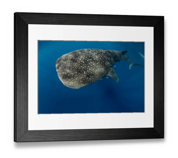 Framed Print : Whale Shark (Rhincodon typus) Cenderawasih Bay West Papua Indonesia Framed Print : Whale Shark (Rhincodon typus) Cenderawasih Bay West Papua Indonesia