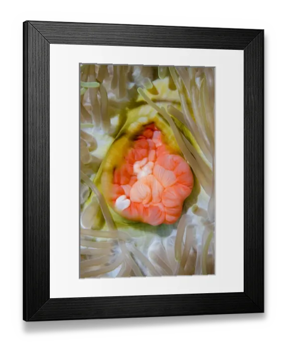 Framed Print : Indonesia, Papua, Cenderawasih Bay. Close-up of anemone Framed Print : Indonesia, Papua, Cenderawasih Bay. Close-up of anemone