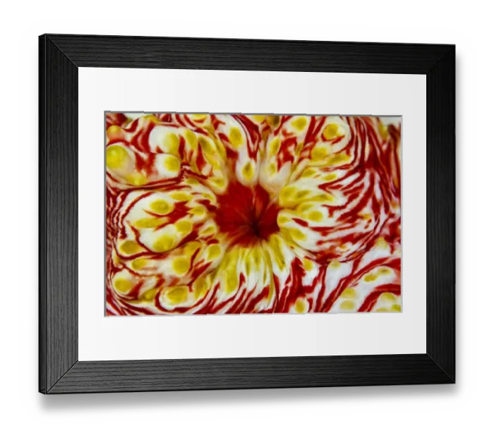 Framed Print : Indonesia, Papua, Cenderawasih Bay. Close-up of sea cucumber