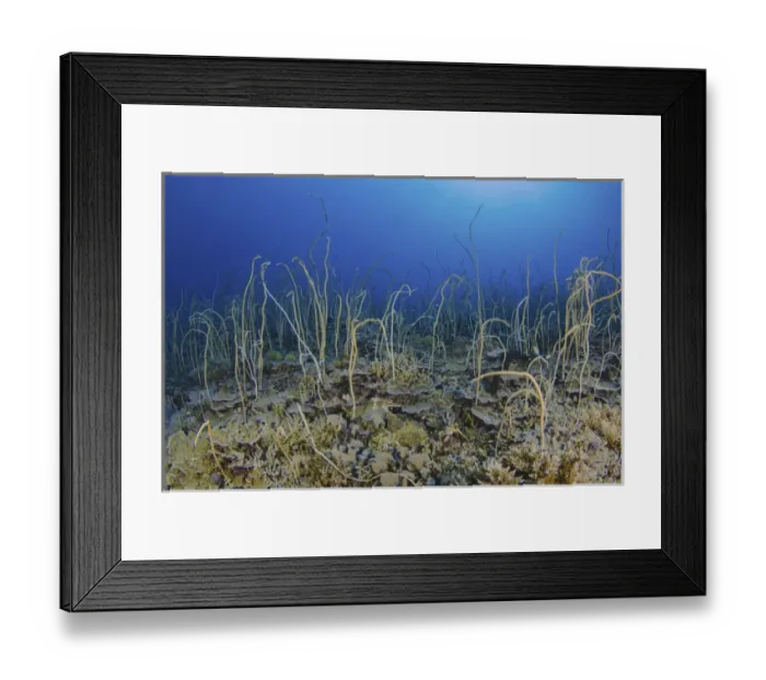 Framed Print : Indonesia, Papua, Cenderawasih Bay. Soft coral on reef Framed Print : Indonesia, Papua, Cenderawasih Bay. Soft coral on reef