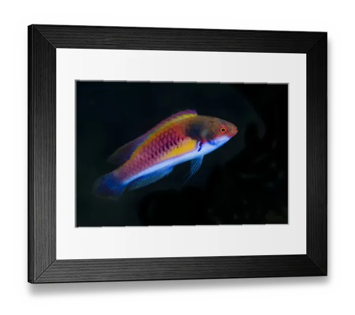 Framed Print : Indonesia, Papua, Cenderawasih Bay. Close-up of colorful wrasse fish Framed Print : Indonesia, Papua, Cenderawasih Bay. Close-up of colorful wrasse fish