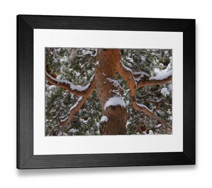 Framed Print : Snowy tree, Yudanaka Onsen, Japan Framed Print : Snowy tree, Yudanaka Onsen, Japan