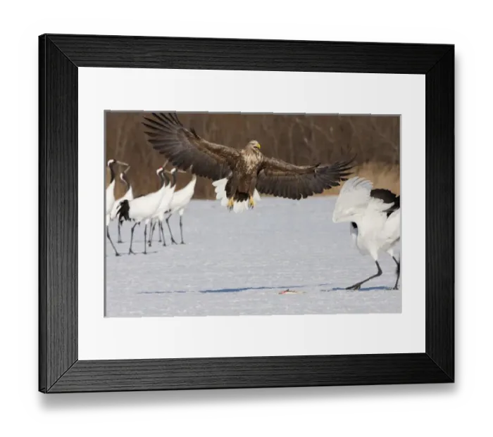 Framed Print : White-tailed sea eagle and Japanese cranes, Hokkaido, Japan Framed Print : White-tailed sea eagle and Japanese cranes, Hokkaido, Japan