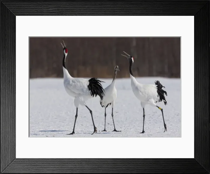 Framed Print : Japanese cranes, Hokkaido, Japan Framed Print : Japanese cranes, Hokkaido, Japan