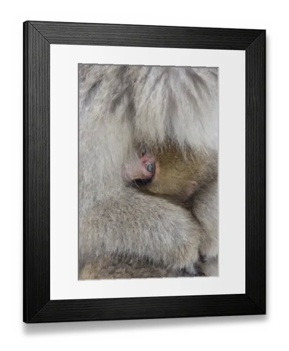 Framed Print : Japan, Jigokudani, Snow monkey baby peeking out from mothers arms (Japanese