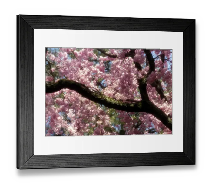 Framed Print : Asia, Japan, Tokyo. Cherry blossom tree in bloom in springtime Framed Print : Asia, Japan, Tokyo. Cherry blossom tree in bloom in springtime