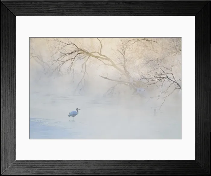 Framed Print : Japan, Hokkaido, Tsurui. Hooded crane walks in river at sunrise