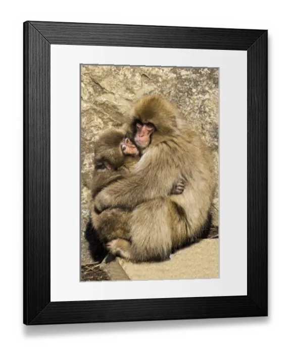 Framed Print : Asia, Japan, Yamanouchi, Jigokudani Monkey Park, Monkey Cuddling with Young Framed Print : Asia, Japan, Yamanouchi, Jigokudani Monkey Park, Monkey Cuddling with Young